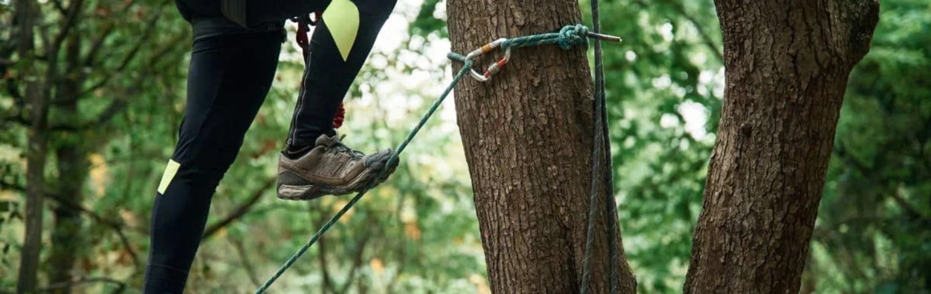 Arboricultura y cuidado de árboles