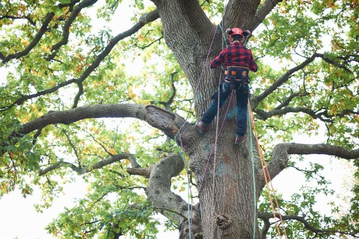 Arborist Climbing Ropes
